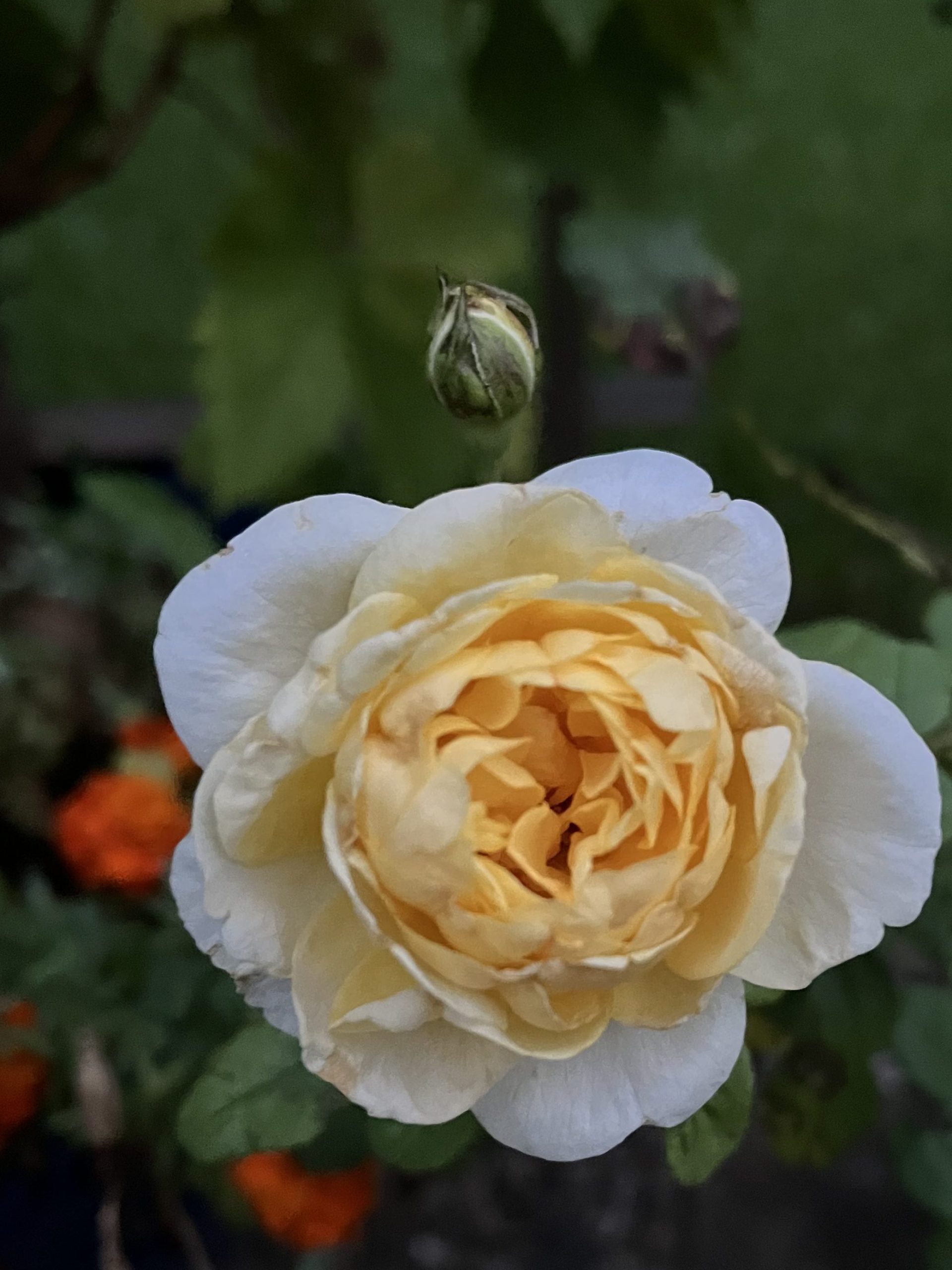 Propagating Roses